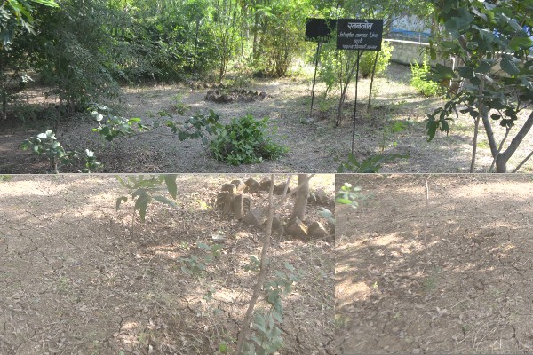 Swachhta Abhiyan at BSSS College, Bhopal (04 October 2017)